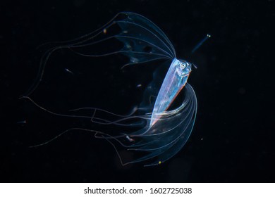 Ribbonfish Deep Sea Underwater Creature From Outer Space During Blackwater Diving At Izu, Japan