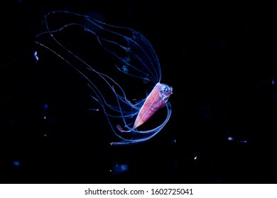 Ribbonfish Deep Sea Underwater Creature From Outer Space During Blackwater Diving At Izu, Japan