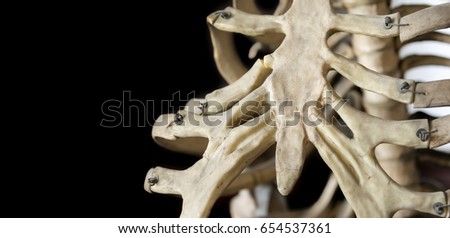 Ribcage Model With Black Background