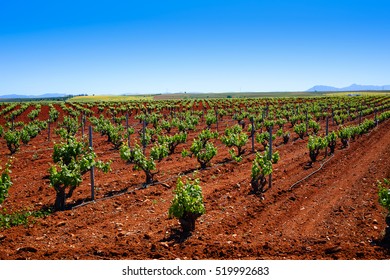 Ribera Del Guadiana Vineyards In Extremadura Of Spain