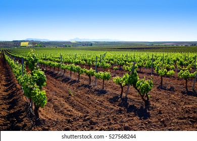 Ribera Del Guadiana Vineyards In Extremadura Of Spain