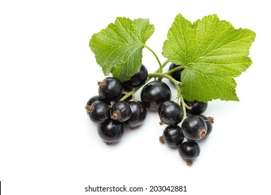 Ribes Nigrum (Blackcurrant) Fruit And Leaves