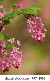 Ribes sanguineum (Flowering Currant or Red-flowering Currant) is a species of currant native to western coastal North America from central British Columbia south to central California.