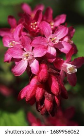 365 Caws Red Flowering Currant