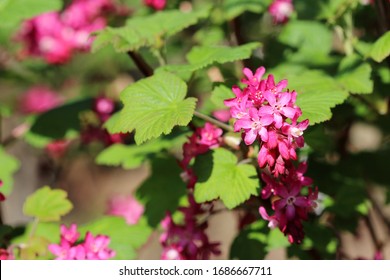 Garden Notes From Leaning Oaks A Really Good Red Flowering