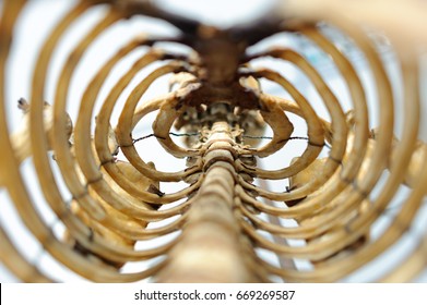 Ribs bone of human