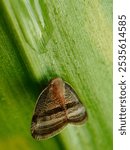 Ricaniidae is a family of planthopper insects, containing over 400 species worldwide