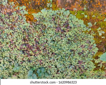 Riccia Bryophyte In Wall As A Botanical Specimen