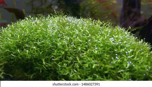 Aquatic Plants Names Images Stock Photos Vectors Shutterstock