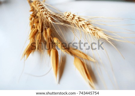 Similar – Image, Stock Photo Why Zen? Wheat Moonlight