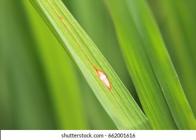 360 Rice Blast Disease Images, Stock Photos & Vectors 