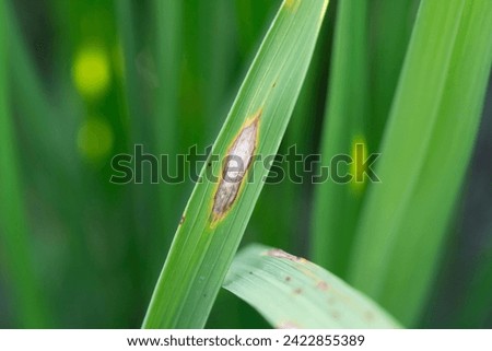 Rice blast diseases on leaf