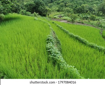 Rice Crop Cultivation Indian Village Stock Photo 1797084016 | Shutterstock