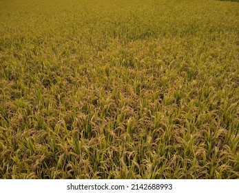 Rice Cultivation, Paddy Field In Tenkasi, Tamil Nadu, India