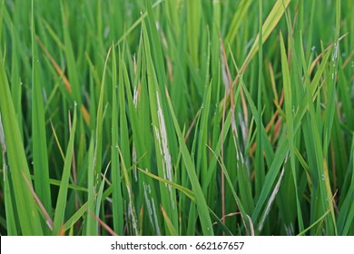 Rice Damage From Rice Leaf Folder Worm