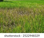 Rice is diseased and the yield is damaged.