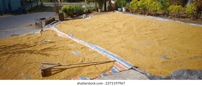rice for drying process. Drying reduces grain moisture content to a safe level for storage.