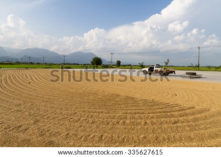 rice-drying-sunlight-by-spread-450w-335627615.jpg