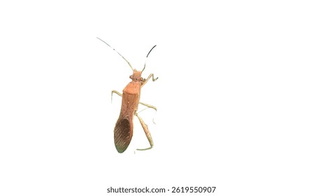 Rice Ear Bug (Leptocorisa oratorius) Isolated on a White Background with Copy Text Space. Insect Element for Agricultural Posters, Pest Management Themes, and Nature-Inspired Designs. PNG File.
