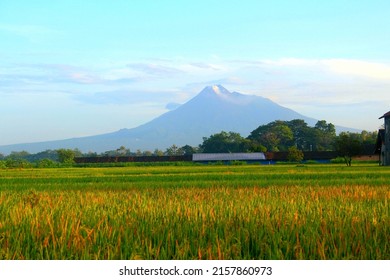 Rice Farm In Front Of Merapi Volcano