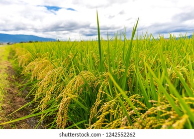 Rice Farm In Japan