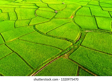 Rice Farm Map, Bird Eye View