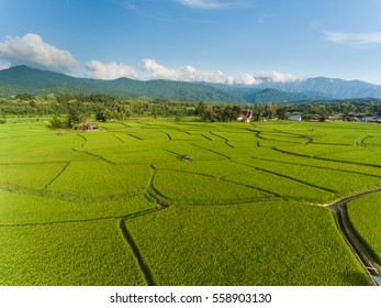 Rice Farm Map, Bird Eye View