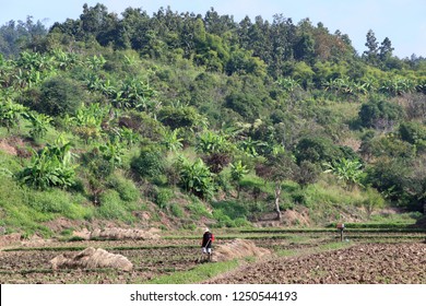 Rice farmer in the hills of Faang, Chiang mai Thailand.