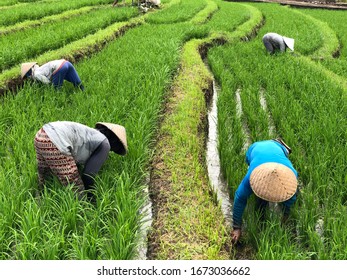 Rice Farmer Working At Jatiluwih Rice Terraces