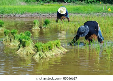 5,235 Picking Rice Images, Stock Photos & Vectors | Shutterstock