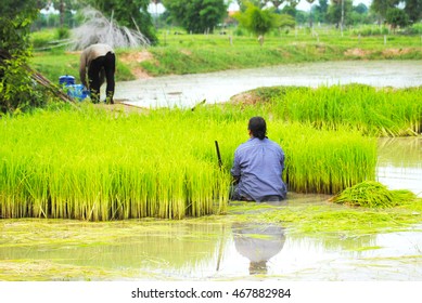 Rice Farmers Rainy Season Northeast Thailand Stock Photo 467882984 ...