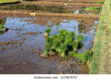 Rice farming by dividing rice seedlings and replant in flooded rice fields in Pakistan
