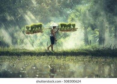 Rice farming, Farmers grow rice in the rainy season. They were soaked with water and mud to be prepared for planting.