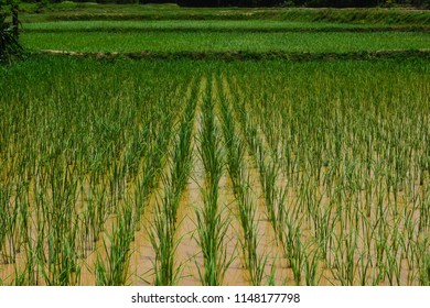 127 Seeding trial Images, Stock Photos & Vectors | Shutterstock