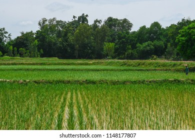 127 Seeding trial Images, Stock Photos & Vectors | Shutterstock