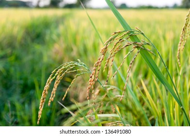 Rice Feild Stock Photo 136491080 | Shutterstock