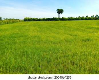 Rice Feild In The Morning