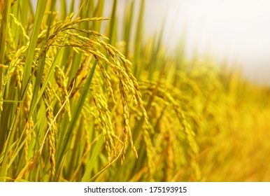 rice field - Shutterstock ID 175193915