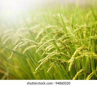 Rice Field