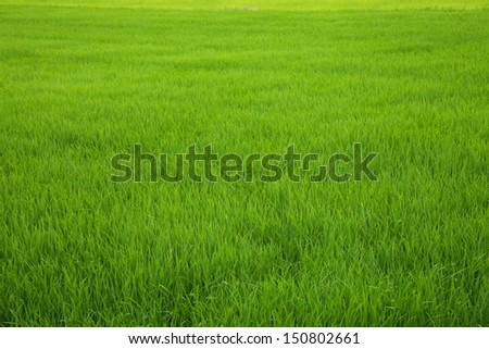 Similar – summer Summer Grass Green