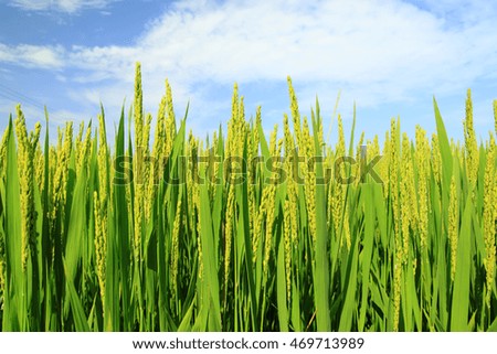 Similar – Image, Stock Photo wheat ears Field Wheat