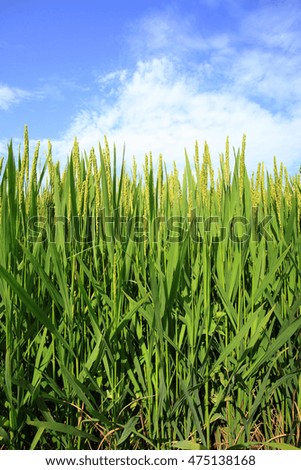 Similar – Foto Bild Grün unter Blau Wiese grün