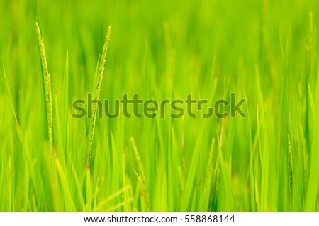 Similar – Image, Stock Photo Close-up of reed on the lake shore