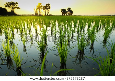 Rice  field.