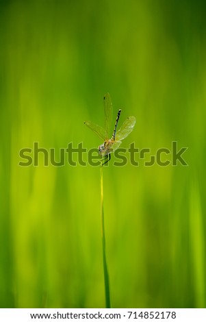 Similar – Foto Bild Libelle sitzt auf einer Blüte III