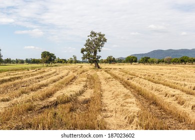 Rice Field After Harvesting Stock Photo (Edit Now) 187023602