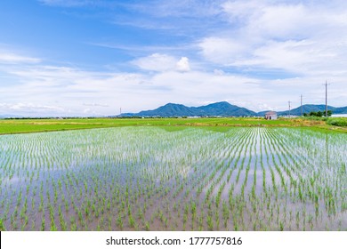 Rice Field After Rice Planting In Japan