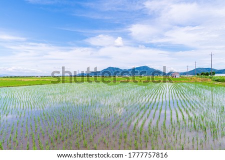 Rice field after rice planting in Japan