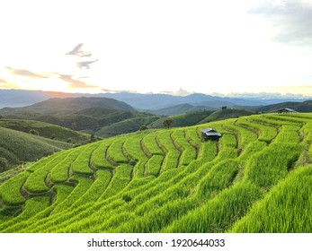 A Rice Field After Sunset In Thailand