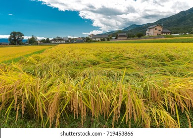 Rice Field After Typhoon In Nagano Prefecture, Japan.